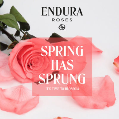 Spring Has Sprung - Endura Roses